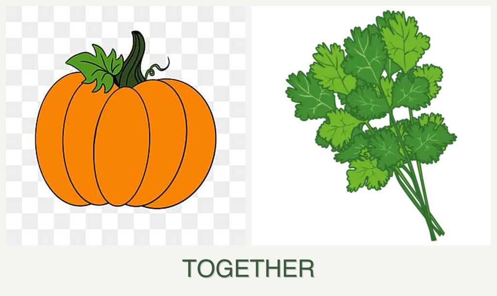 Can you plant pumpkin and cilantro together?