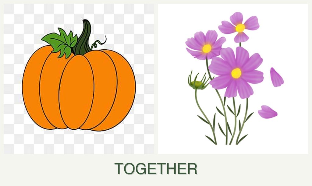 Can you plant pumpkin and cosmos together?