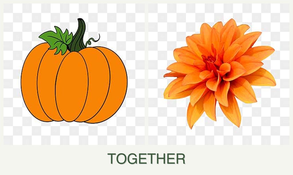 Can you plant pumpkin and dahlias together?