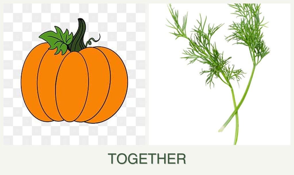 Can you plant pumpkin and dill together?