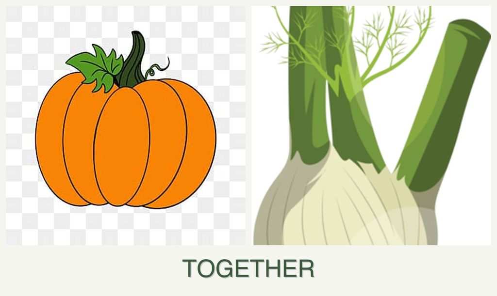 Can you plant pumpkin and fennel together?