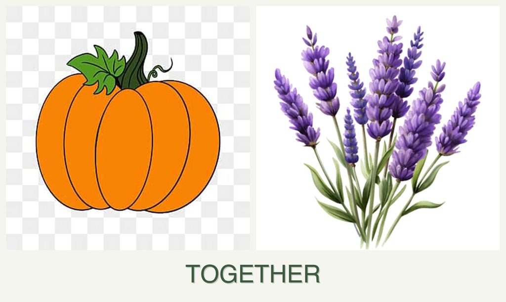 Can you plant pumpkin and lavender together?