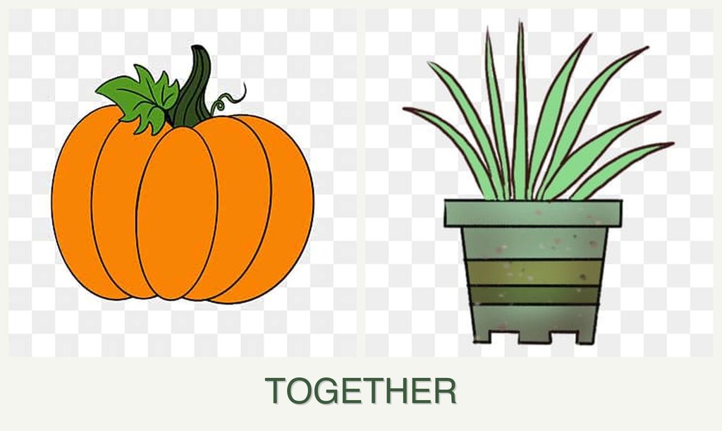 Can you plant pumpkin and lemongrass together?
