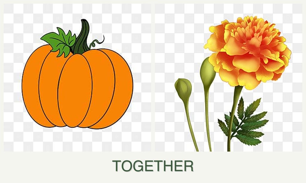 Can you plant pumpkin and marigolds together?