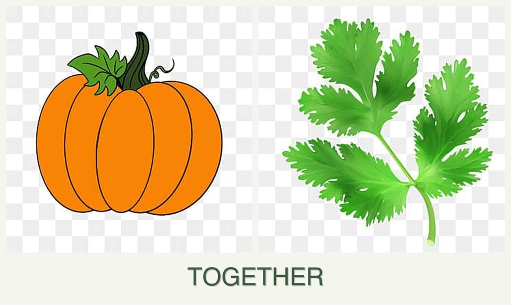 Can you plant pumpkin and parsley together?