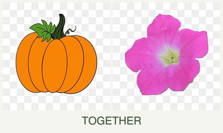 Can you plant pumpkin and petunias together?