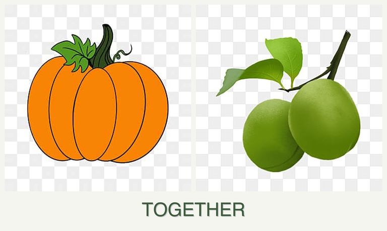 Can you plant pumpkin and plums together?