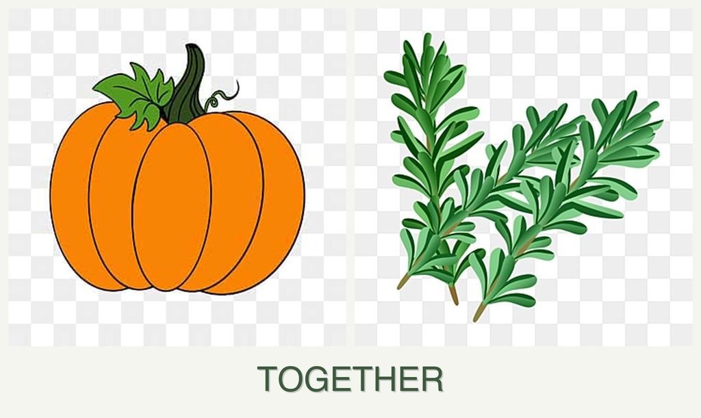 Can you plant pumpkin and rosemary together?