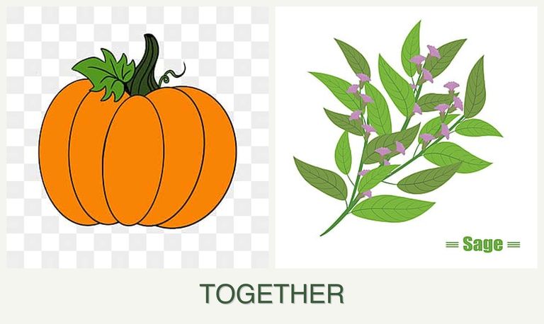 Can you plant pumpkin and sage together?