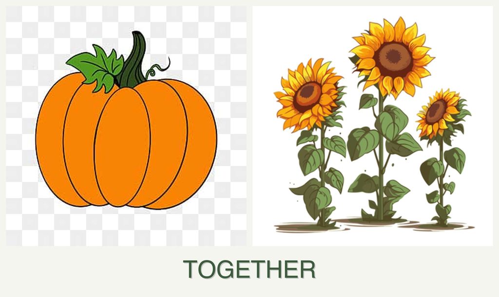 Can you plant pumpkin and sunflowers together?