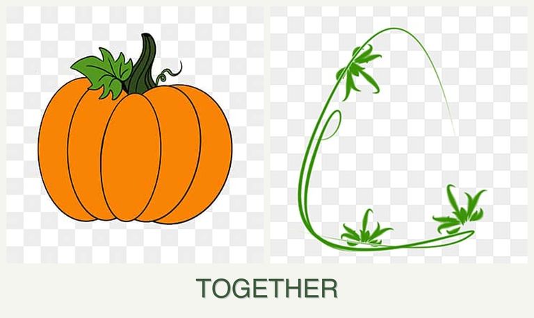 Can you plant pumpkin and tarragon together?