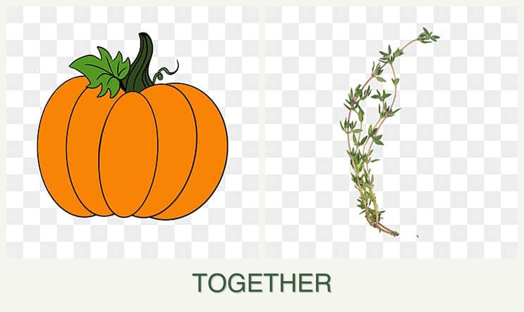 Can you plant pumpkin and thyme together?