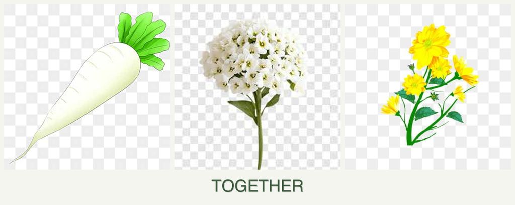 Can you plant radishes, alyssum and calendula together?