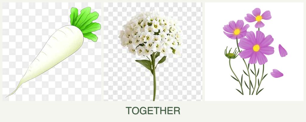 Can you plant radishes, alyssum and cosmos together?