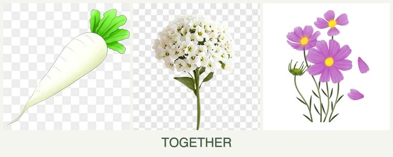 Can you plant radishes, alyssum and cosmos together?