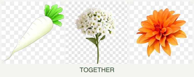 Can you plant radishes, alyssum and dahlias together?