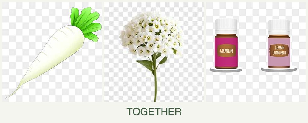 Can you plant radishes, alyssum and geraniums together?
