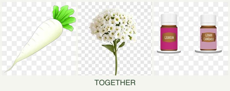 Can you plant radishes, alyssum and geraniums together?