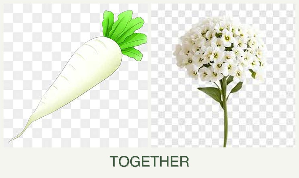 Can you plant radishes and alyssum together?