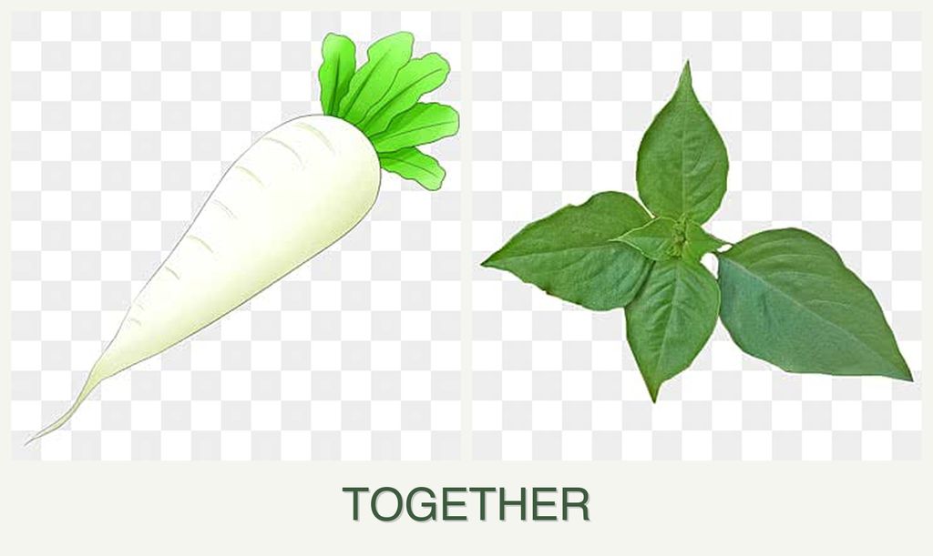 Can you plant radishes and basil together?