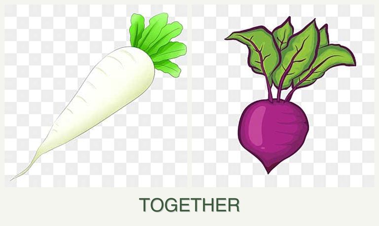 Can you plant radishes and beets together?