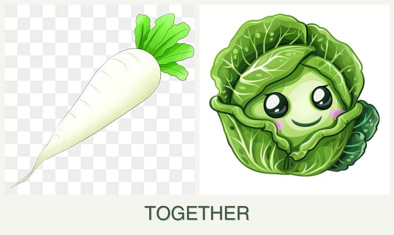 Can you plant radishes and cabbage together?