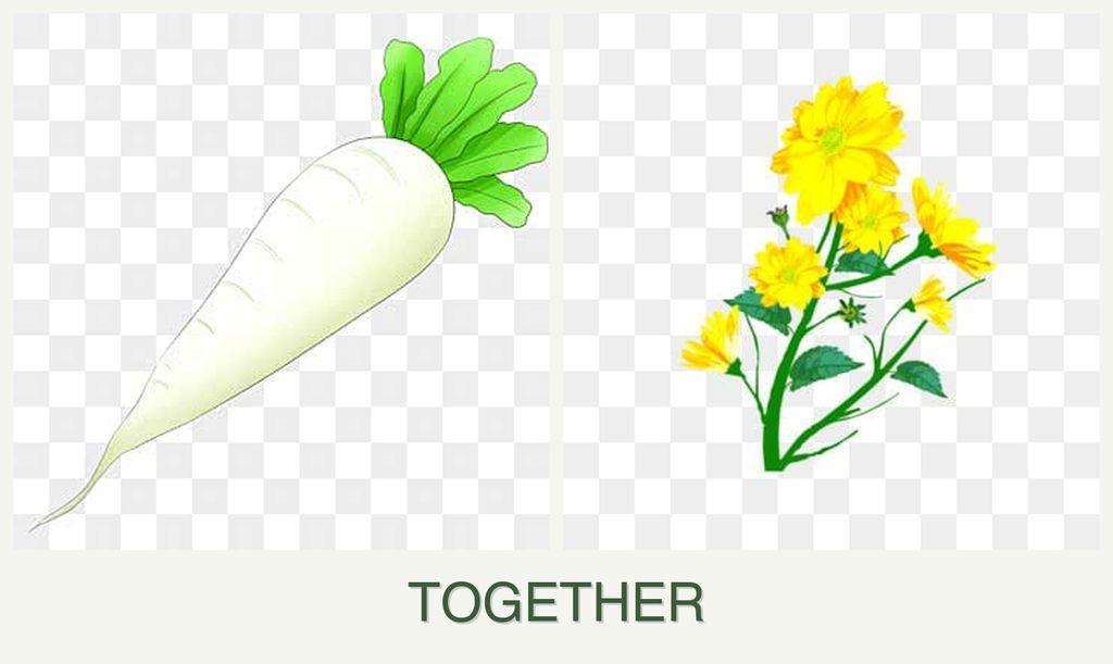 Can you plant radishes and calendula together?