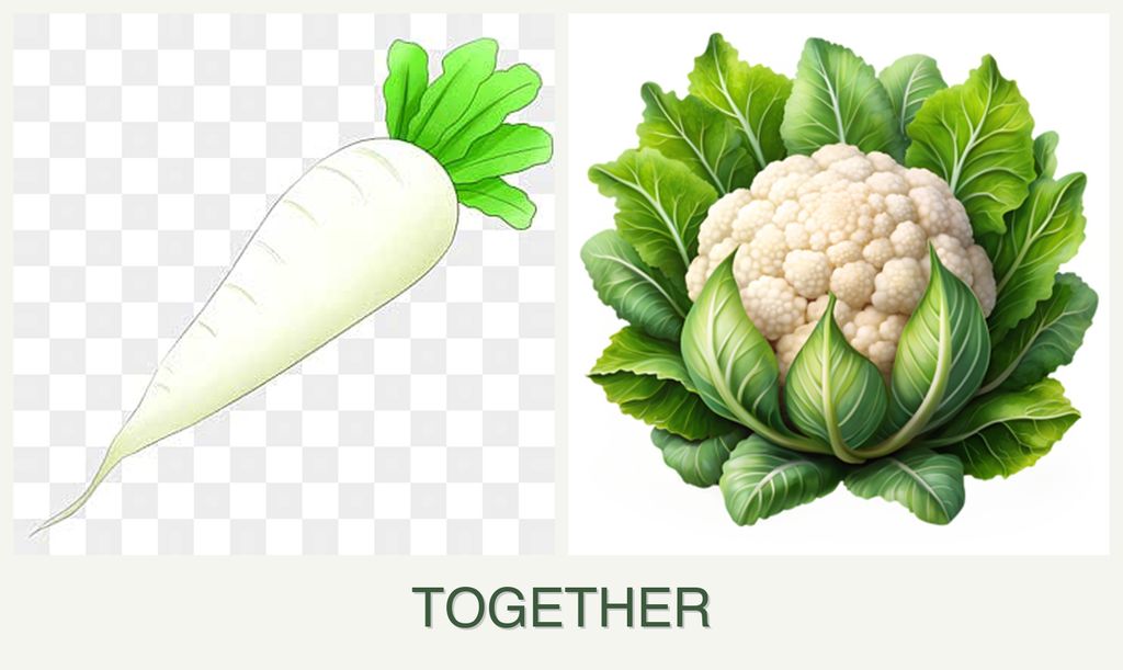 Can you plant radishes and cauliflower together?