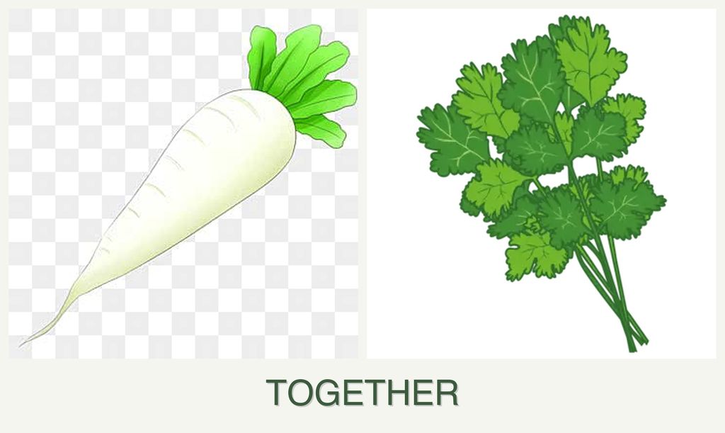 Can you plant radishes and cilantro together?