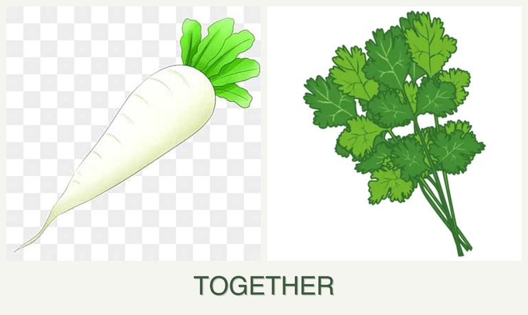 Can you plant radishes and cilantro together?