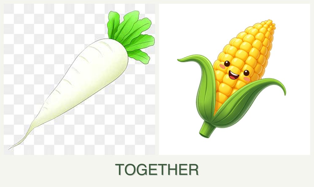 Can you plant radishes and corn together?