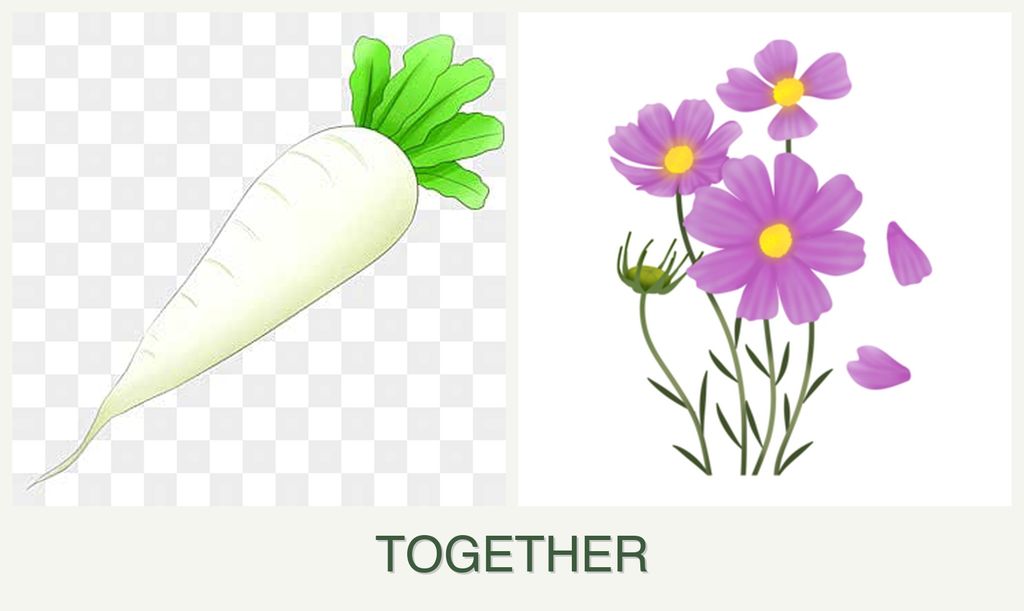 Can you plant radishes and cosmos together?