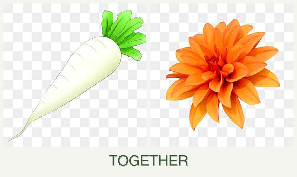 Can you plant radishes and dahlias together?