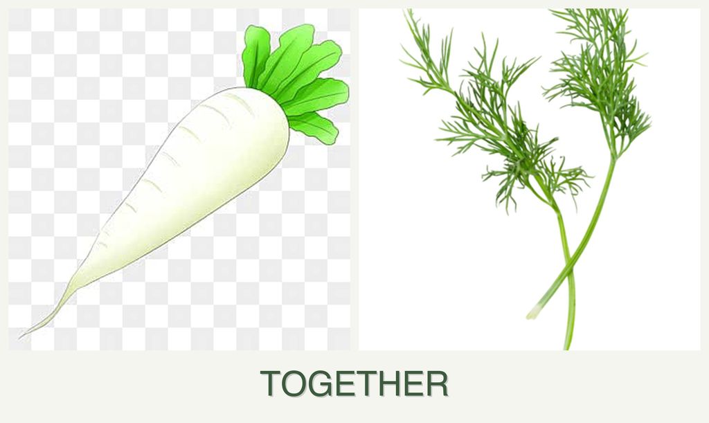 Can you plant radishes and dill together?