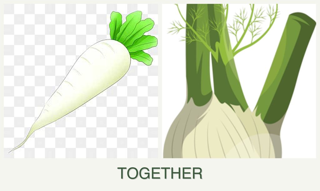 Can you plant radishes and fennel together?
