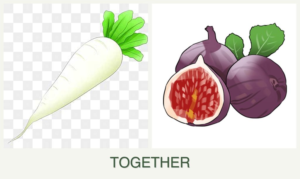 Can you plant radishes and figs together?