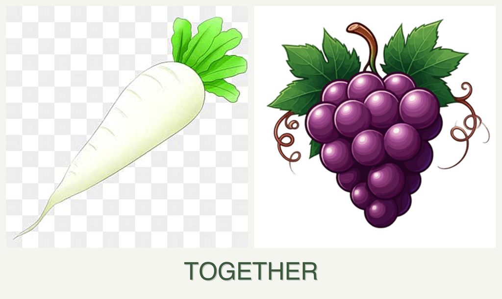 Can you plant radishes and grapes together?