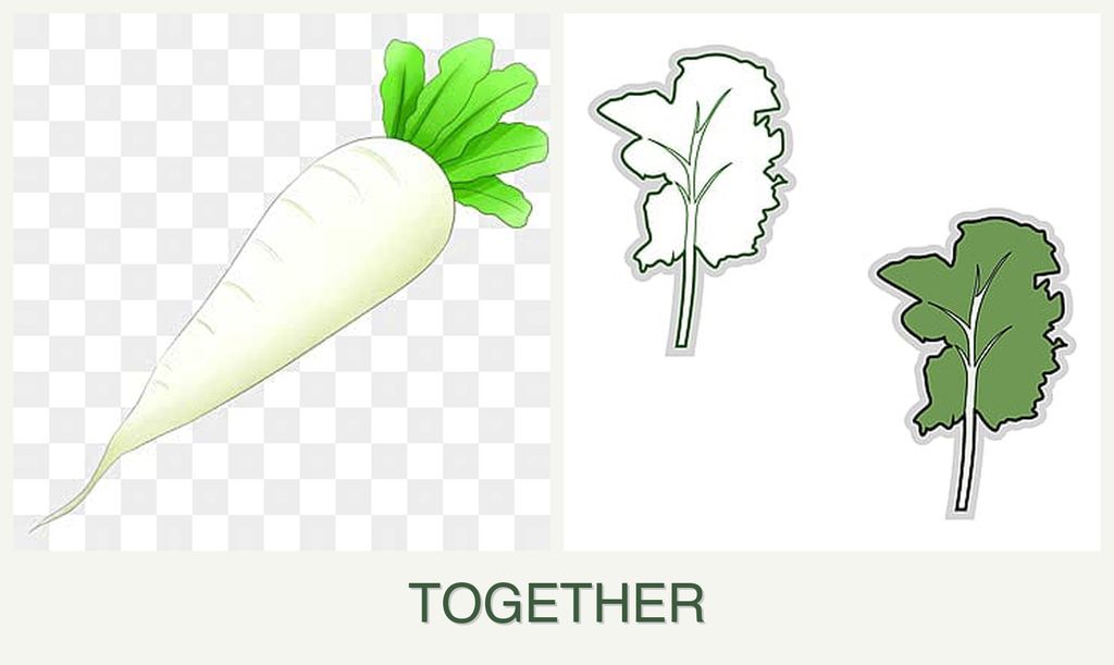 Can you plant radishes and kale together?