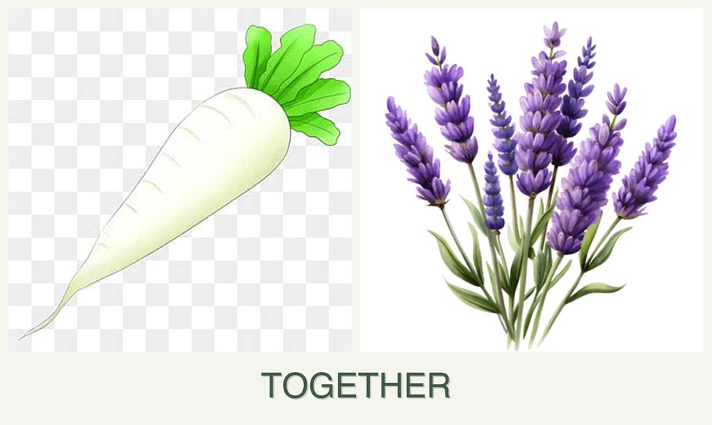 Can you plant radishes and lavender together?