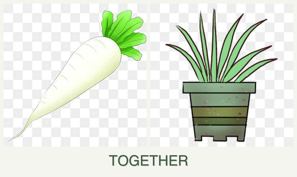 Can you plant radishes and lemongrass together?