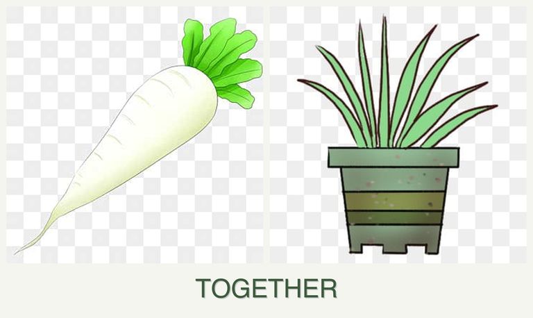 Can you plant radishes and lemongrass together?