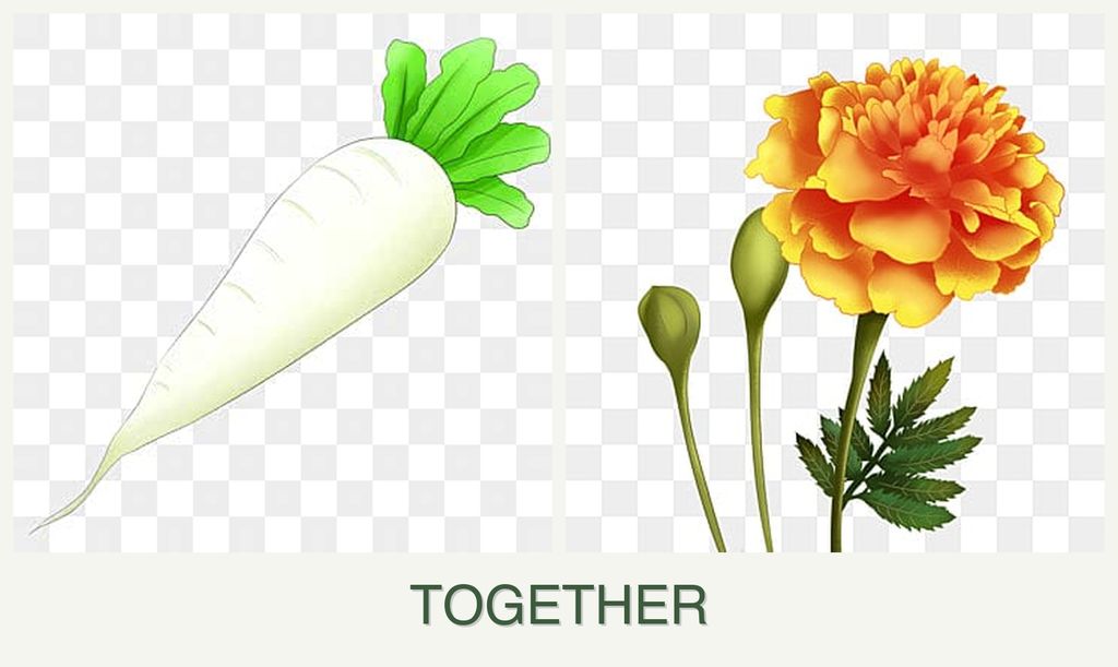Can you plant radishes and marigolds together?