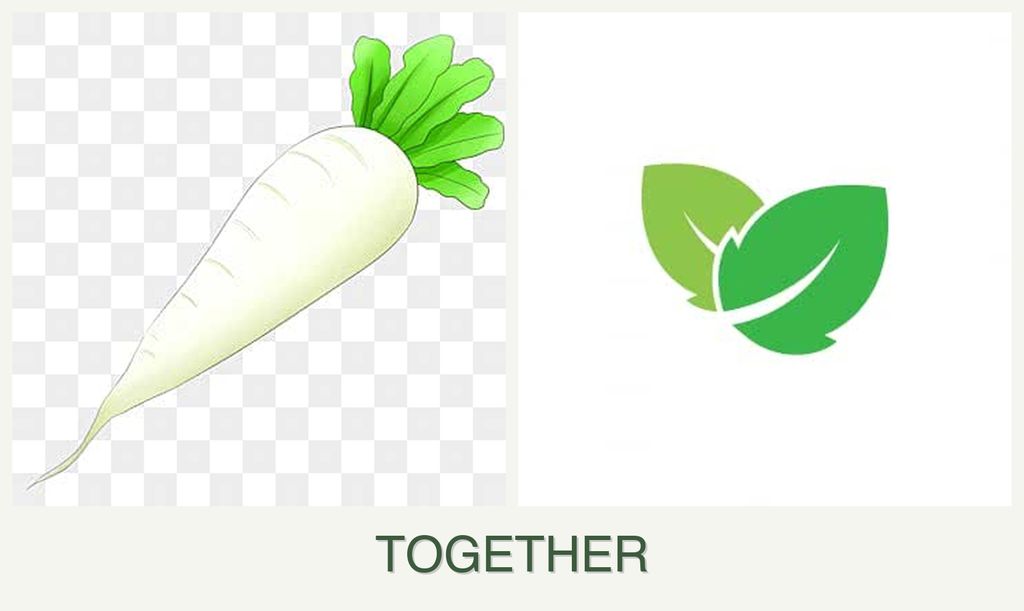 Can you plant radishes and mint together?