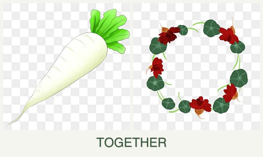 Can you plant radishes and nasturtiums together?