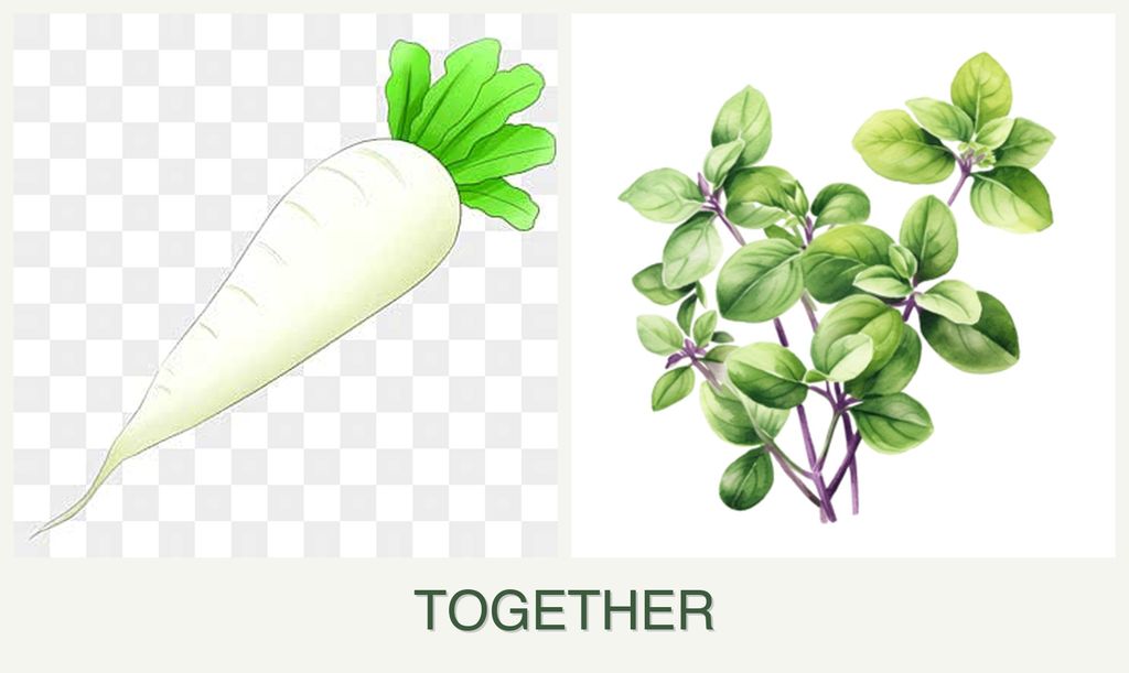 Can you plant radishes and oregano together?