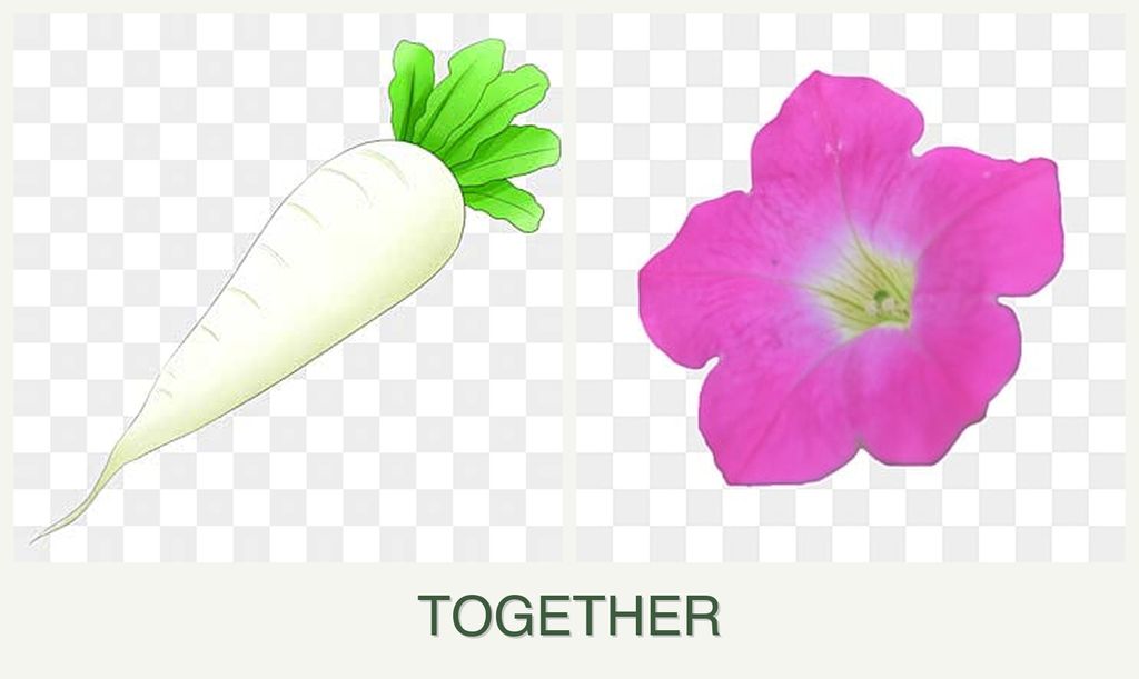Can you plant radishes and petunias together?