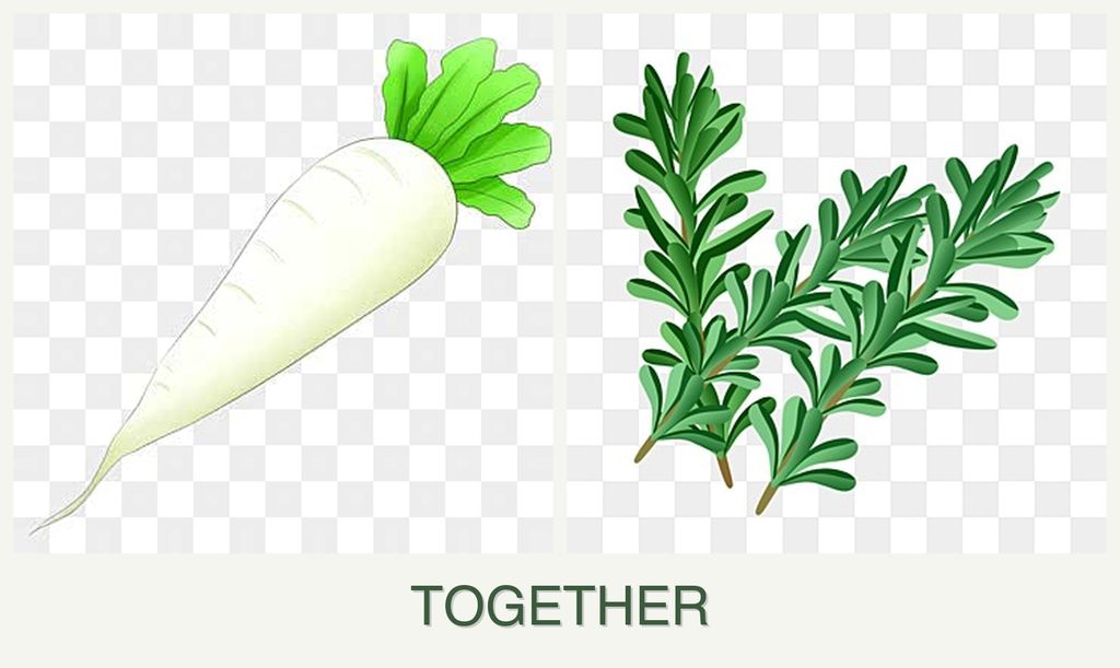 Can you plant radishes and rosemary together?
