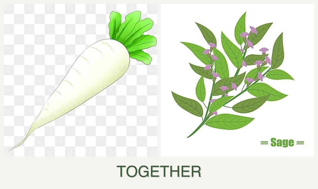 Can you plant radishes and sage together?