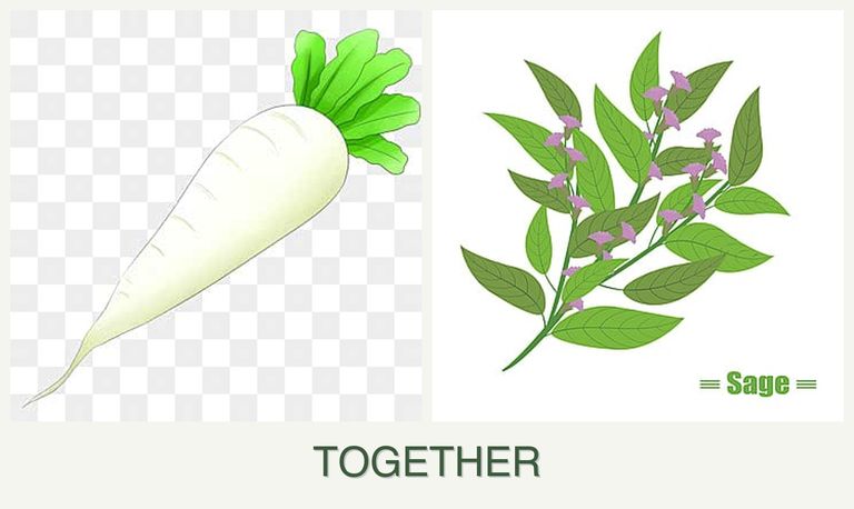 Can you plant radishes and sage together?
