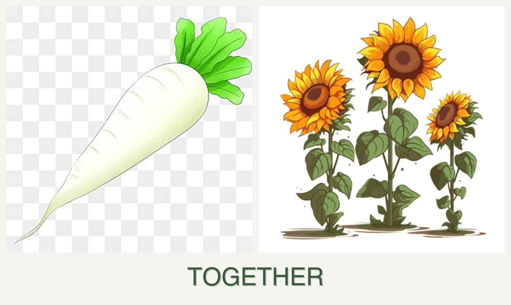 Can you plant radishes and sunflowers together?